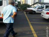 PMA e CRAS capturam anta no cento de Campo Grande