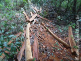 PMA autua fazendeira em R$ 5 mil por exploração ilegal de madeira