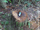 PMA autua fazendeira em R$ 5 mil por exploração ilegal de madeira