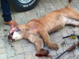 PMA prende caçador com onça em extinção abatida em Bonito