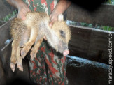 PMA e Polícia Civil prende jovem e o autua em R$ 10,5 mil por manter animais silvestres em cativeiro