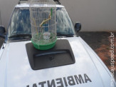 PMA e Polícia Civil prende jovem e o autua em R$ 10,5 mil por manter animais silvestres em cativeiro
