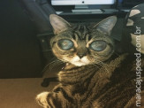 Uma gata alienígena?