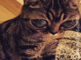 Uma gata alienígena?