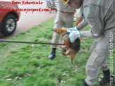 Maracaju Bombeiros capturam “Tamanduá-Mirim” em bairro residencial