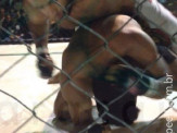Lutador maracajuense participou da 7ª Edição do Parabellum Fight de MMA realizado em Dourados no fim de semana