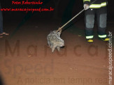 Maracaju: Bombeiros capturam ouriço cacheiro em residência na Vila Juquita