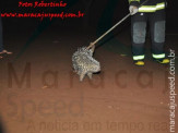 Maracaju: Bombeiros capturam ouriço cacheiro em residência na Vila Juquita
