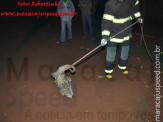 Maracaju: Bombeiros capturam ouriço cacheiro em residência na Vila Juquita