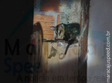 Maracaju: Bombeiros capturam gambá no interior do depósito do antigo Clube Imaginário