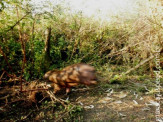 PMA prende caçador em flagrante que caçava com armadilha e havia capturado capivara de cerca de 100 kg