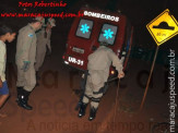 Bombeiros de Maracaju capturam tamanduá-mirim em uma árvore