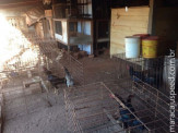 PMA autua em R$ 26,5 mil criador de galos de briga que sofriam maus-tratos em Juti