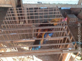 PMA autua em R$ 26,5 mil criador de galos de briga que sofriam maus-tratos em Juti