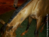 PMA prende homem por praticar maus-tratos a um cavalo            