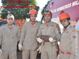 Bombeiros de Maracaju capturam Jacaré em pátio de empresa na Av. Marechal Floriano Peixoto