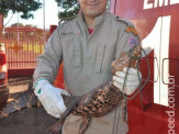 Bombeiros de Maracaju capturam Jacaré em pátio de empresa na Av. Marechal Floriano Peixoto