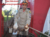 Bombeiros de Maracaju capturam Jacaré em pátio de empresa na Av. Marechal Floriano Peixoto