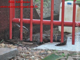 Bombeiros de Maracaju capturam Jacaré em pátio de empresa na Av. Marechal Floriano Peixoto