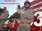 Bombeiros de Maracaju capturam Jacaré em pátio de empresa na Av. Marechal Floriano Peixoto
