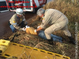 Bombeiros de Maracaju atendem ocorrência de queda de motociclista, e encontra cobra Jiboia enrolada em moto
