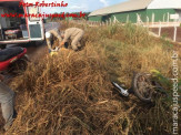 Bombeiros de Maracaju atendem ocorrência de queda de motociclista, e encontra cobra Jiboia enrolada em moto