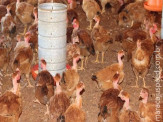 Nas Olimpíadas, Maracaju, Terenos e Naviraí representam a força da agricultura familiar de MS