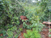 PMA autua fazendeira catarinense em R$ 5,6 mil por exploração ilegal de madeira protegida por lei