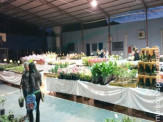 Maracaju: A Casa da Amizade e Rotary Club expõe e comercializa Flores de Holambra no centro de Maracaju