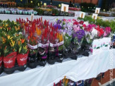 Maracaju: A Casa da Amizade e Rotary Club expõe e comercializa Flores de Holambra no centro de Maracaju