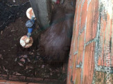 Maracaju: Bombeiros realizam captura de animais silvestre: capivara, cateto e jiboia em perímetro urbano