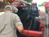 Maracaju: Bombeiros realizam captura de animais silvestre: capivara, cateto e jiboia em perímetro urbano