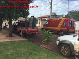 Maracaju: Bombeiros realizam captura de animais silvestre: capivara, cateto e jiboia em perímetro urbano