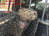 Maracaju: Bombeiros realizam captura de animais silvestre: capivara, cateto e jiboia em perímetro urbano