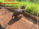 Maracaju: Bombeiros realizam captura de animais silvestre: capivara, cateto e jiboia em perímetro urbano