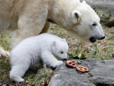  Filhote de urso polar é vista pela 1ª vez em zoológico