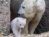  Filhote de urso polar é vista pela 1ª vez em zoológico