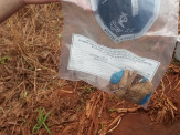 Jovem é morto a tiros e corpo encontrado em matagal