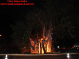Maracaju: Figueira na entrada de Maracaju pega fogo