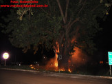 Maracaju: Figueira na entrada de Maracaju pega fogo