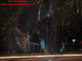 Maracaju: Figueira na entrada de Maracaju pega fogo