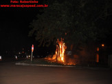 Maracaju: Figueira na entrada de Maracaju pega fogo