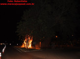 Maracaju: Figueira na entrada de Maracaju pega fogo