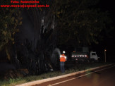 Maracaju: Figueira na entrada de Maracaju pega fogo