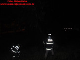 Maracaju: Figueira na entrada de Maracaju pega fogo