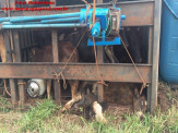 Maracaju: Caminhão com bezerros tomba na BR-267