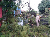 Fortes ventos derrubam mais de 30 árvores e deixa rastro de destruição em Dourados
