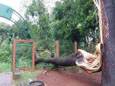 Fortes ventos derrubam mais de 30 árvores e deixa rastro de destruição em Dourados