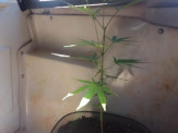 Maracaju: Polícia Militar apreende “Pé de Maconha”