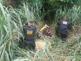 DOF apreende mais de 232 quilos de droga em meio a uma mata em Laguna Carapã